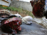 CIMG0409.JPG