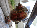 CIMG0418.JPG