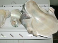 CIMG8467.JPG
