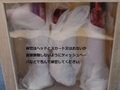 CIMG9768.JPG