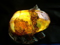 CIMG9775.JPG
